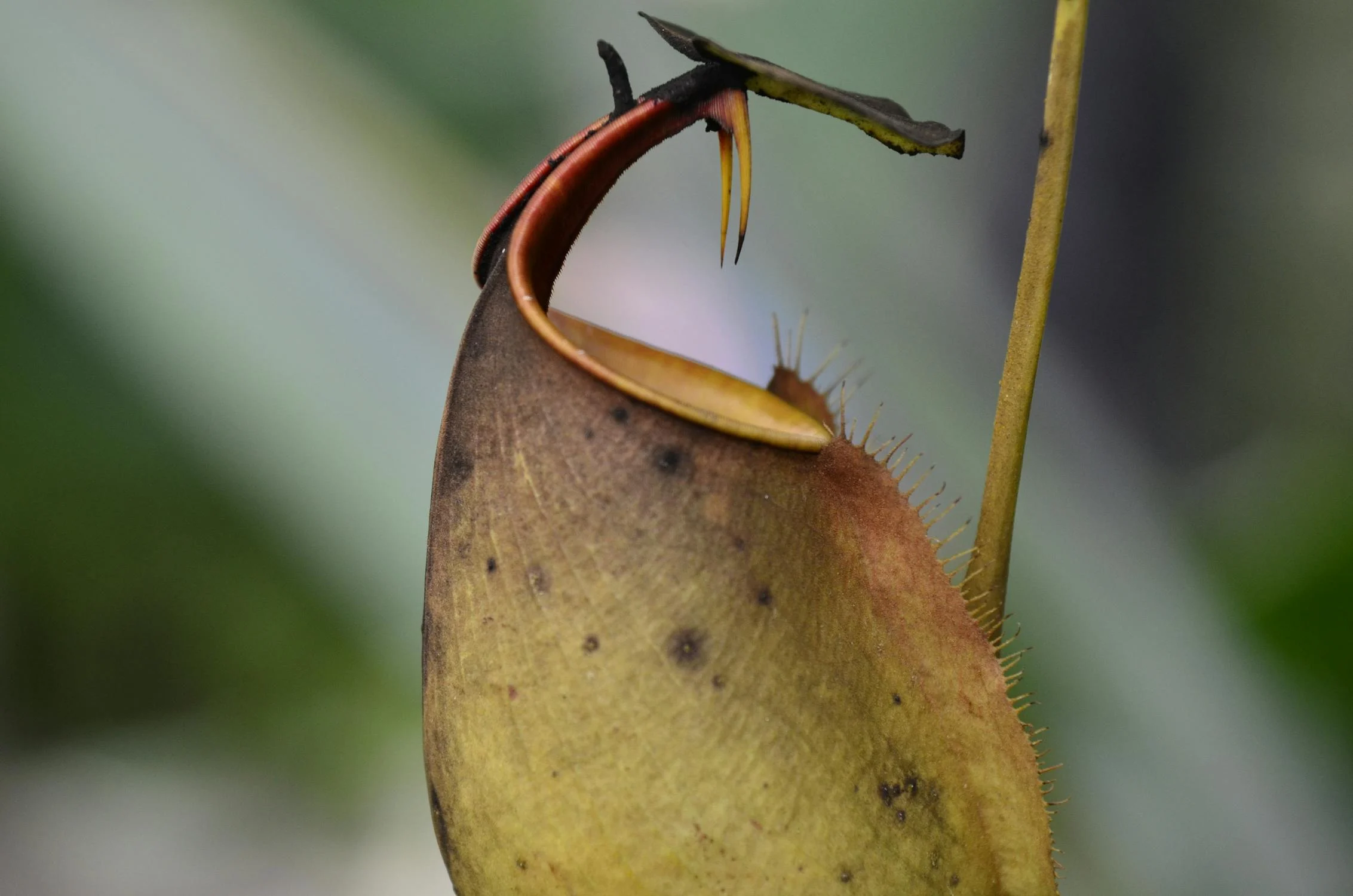 Pourquoi choisir des plantes carnivores ?
