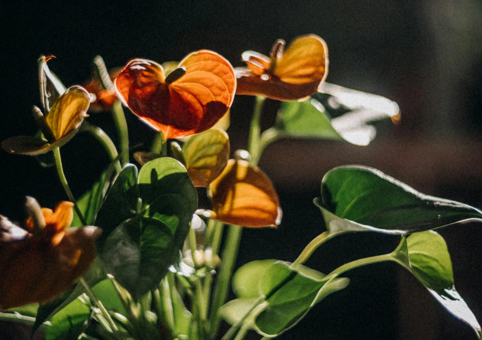 Plante l’Anthurium