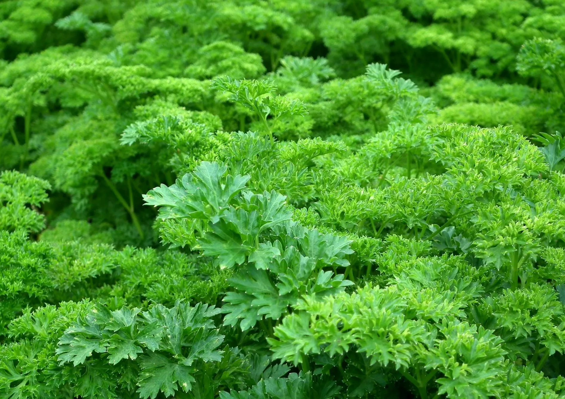 Associer les meilleures variétés d’herbes aromatiques