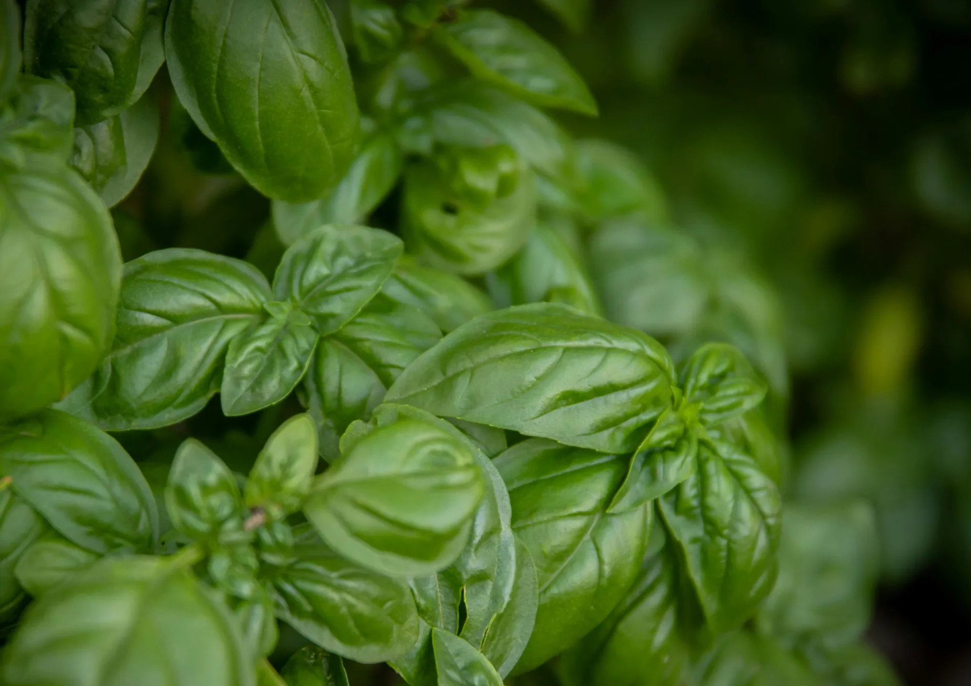 Comment bien planter et entretenir son jardin d’herbes aromatiques