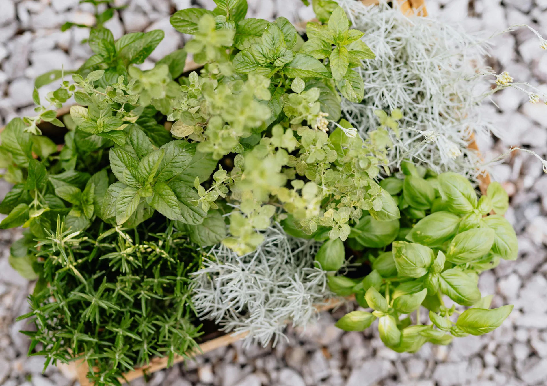 Maximiser la récolte de vos herbes aromatiques