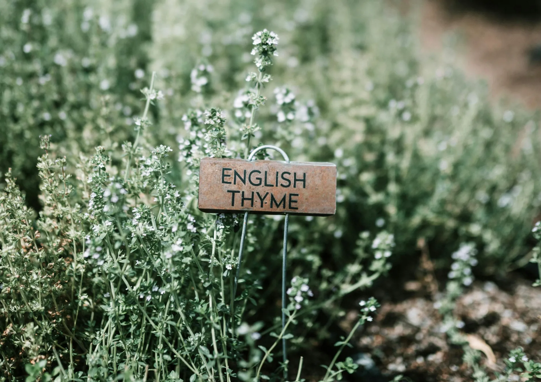 Pourquoi créer un jardin d’herbes aromatiques ?