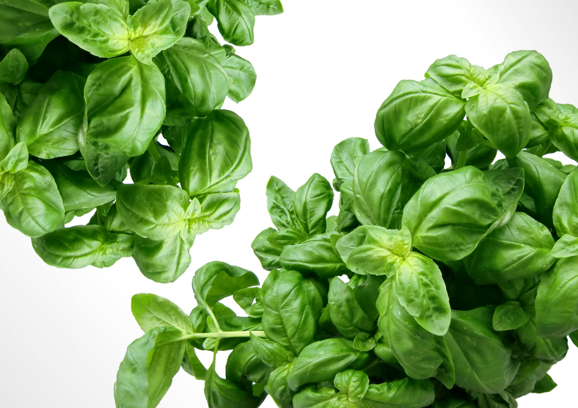 Astuces pour réussir la culture des herbes aromatiques en pot