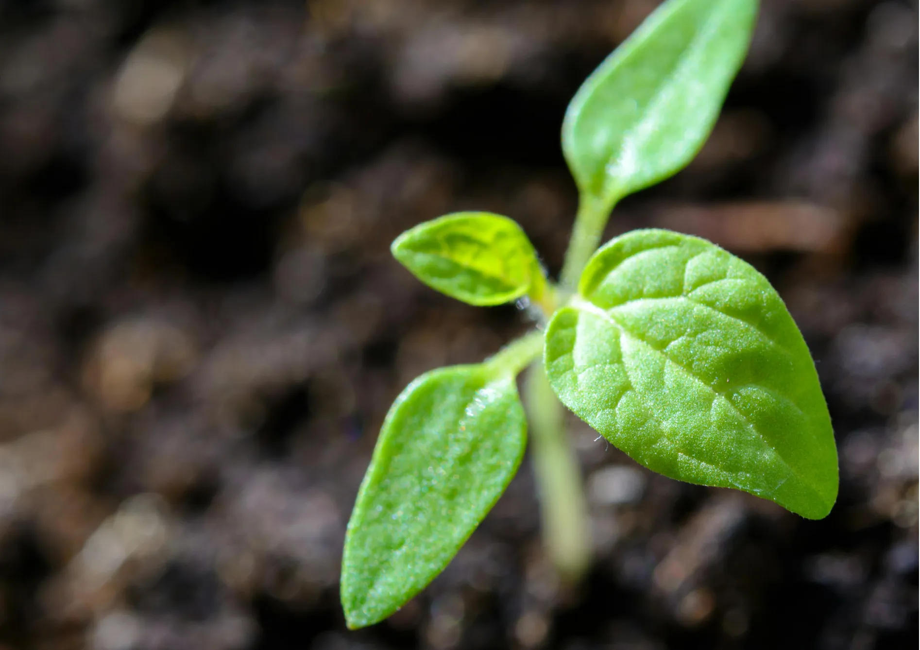Avantages à long terme de l’utilisation d’engrais vert