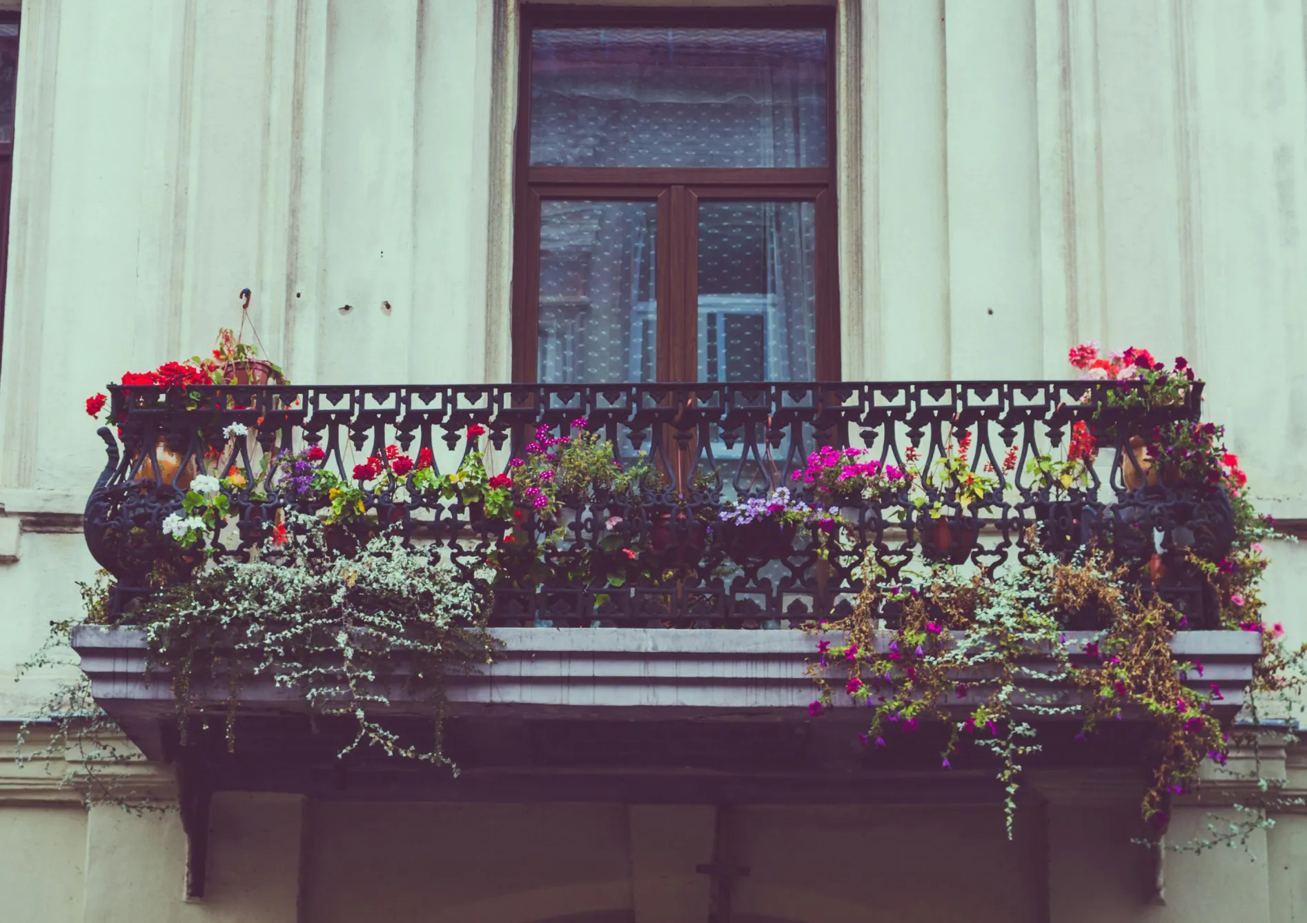 Meilleures fleurs vivaces pour un balcon