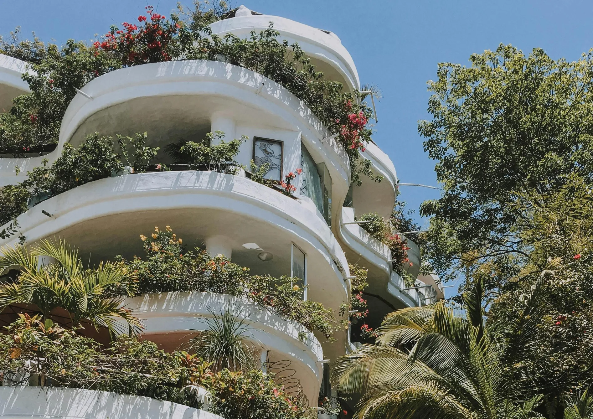 Plante pour balcon