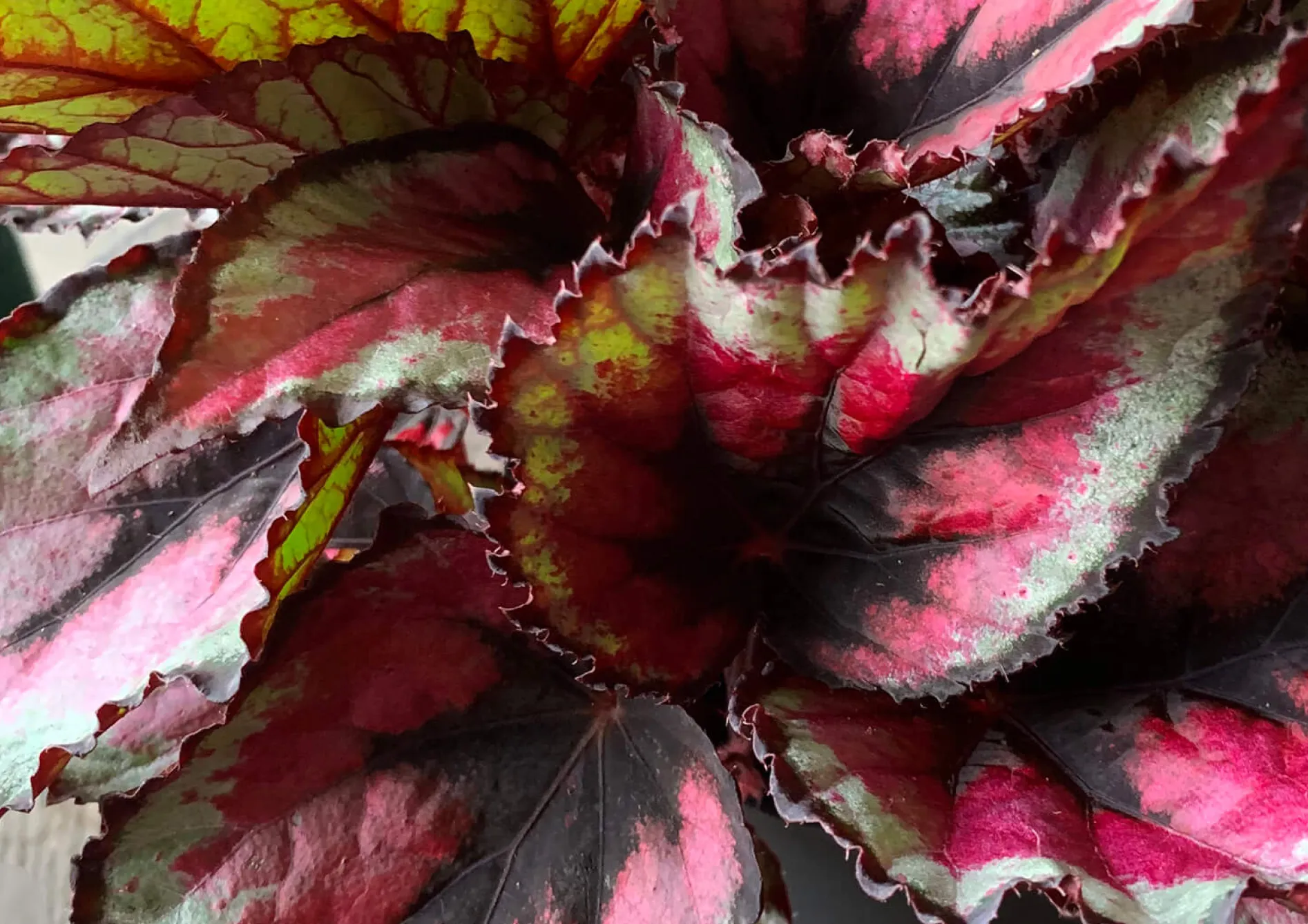 Plante Begonia Rex