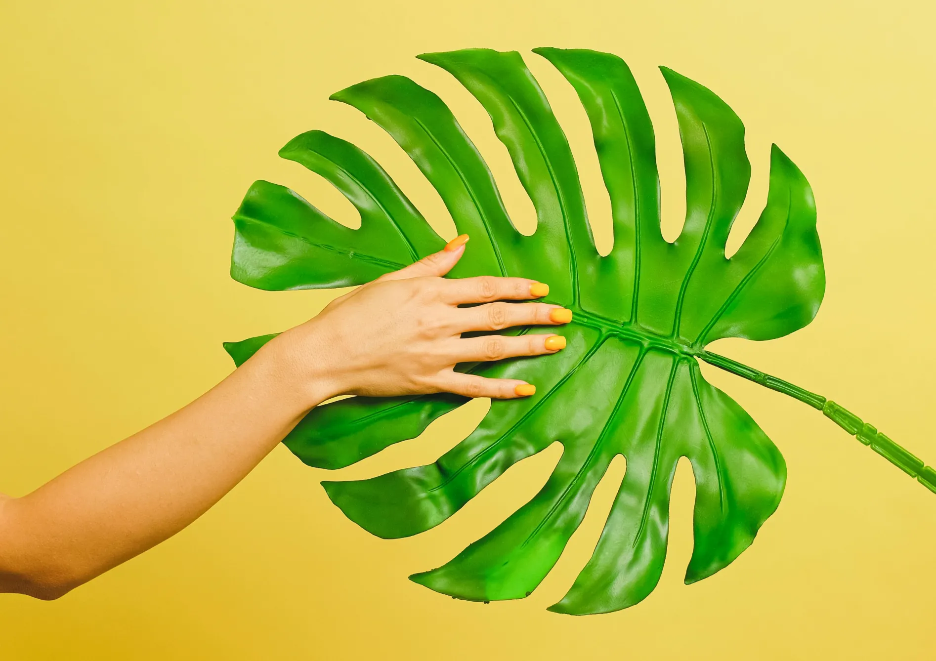 Choisir les bonnes plantes pour une floraison prolongée