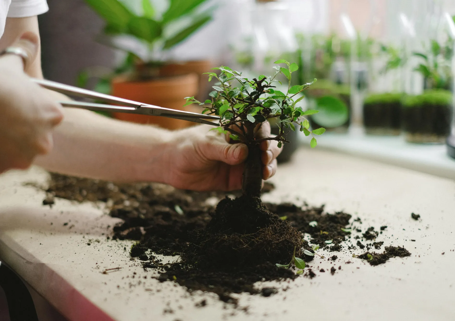 Les outils essentiels pour le bonsaï