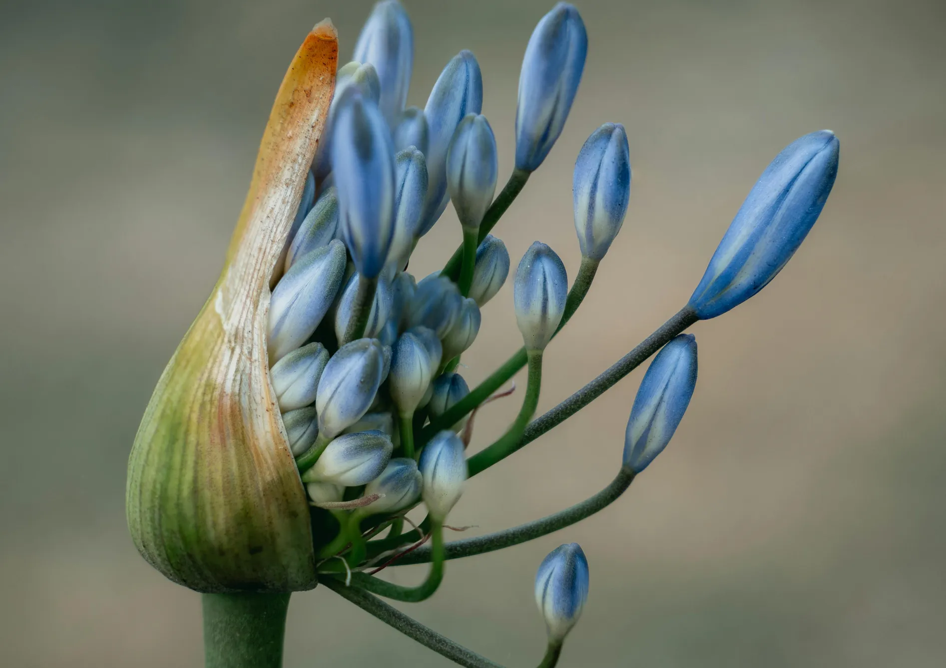 Comment choisir les bulbes d’été en fonction de votre climat et de votre sol