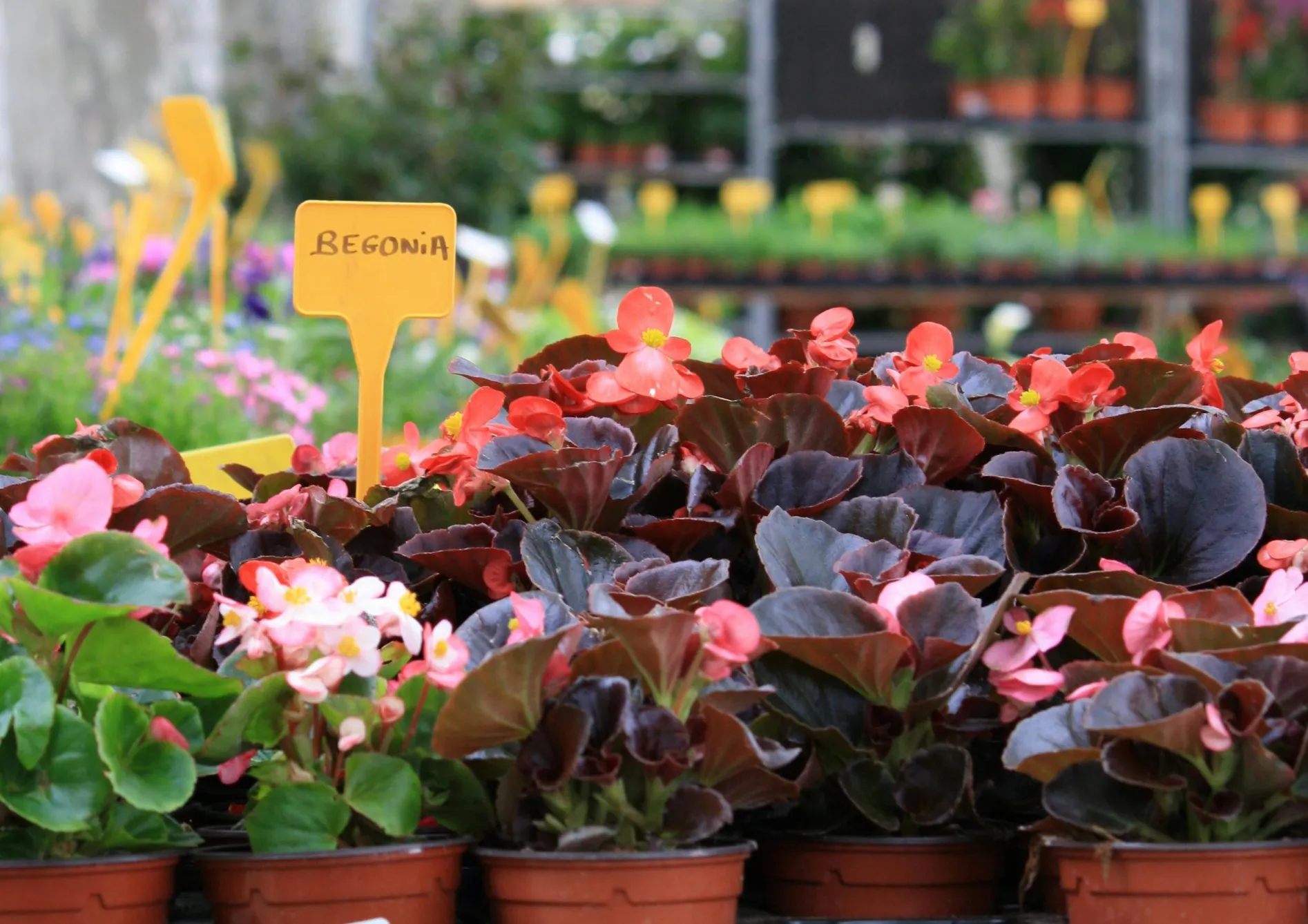 Comment choisir les bulbes d’été adaptés aux pots ?