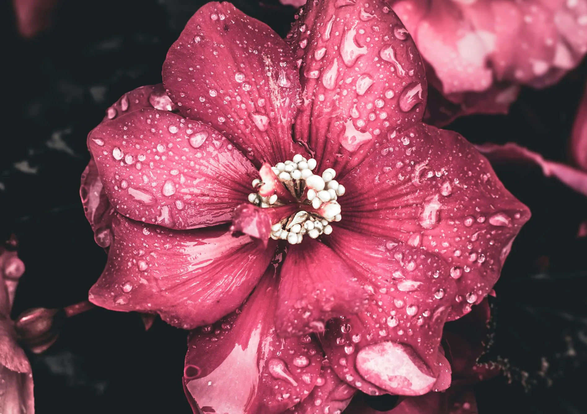 Conseils pour prolonger la floraison des bulbes d’été en pot