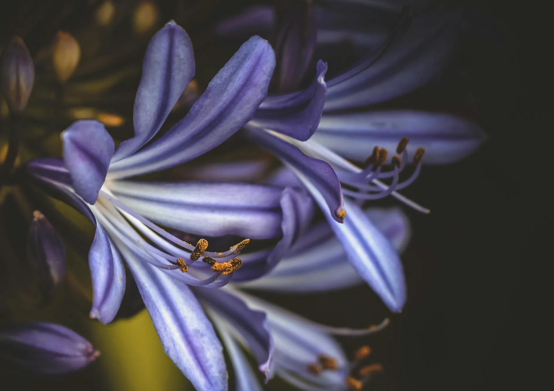 Conseils pratiques pour planter des bulbes d’été en pot