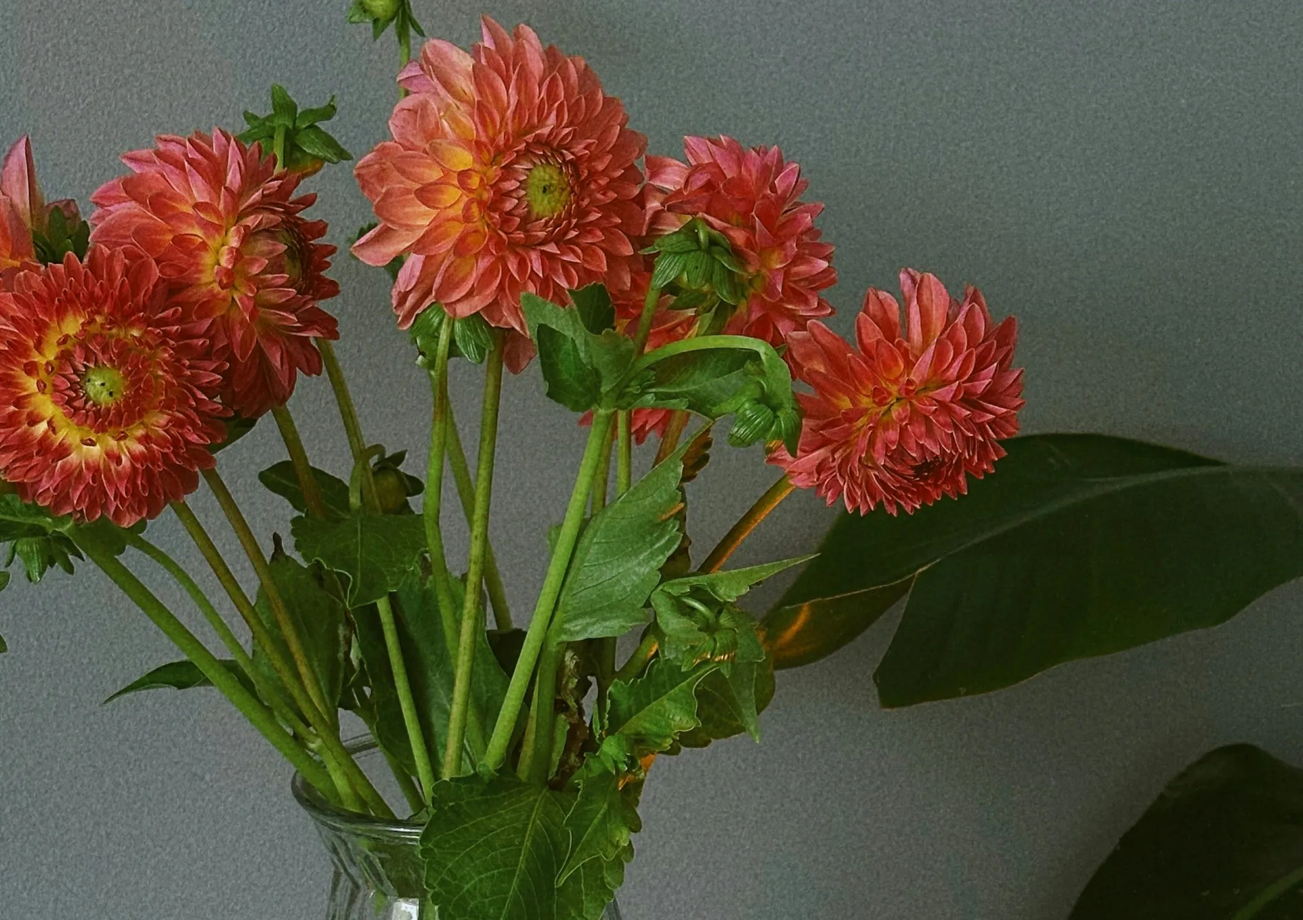 Les meilleures variétés de bulbes d’été à cultiver dans votre jardin