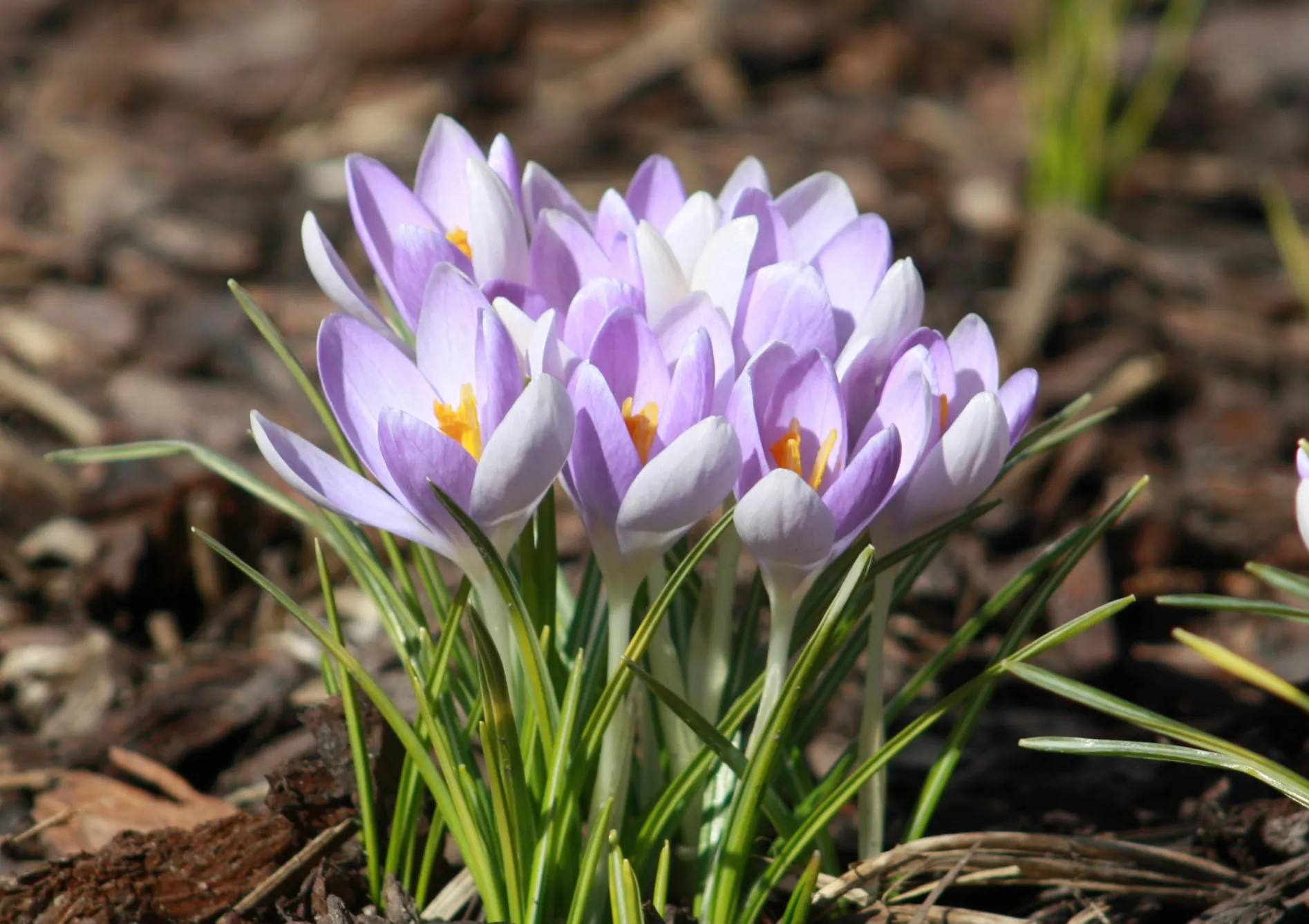 Astuces pour maximiser la floraison de vos graines et bulbes à fleurs