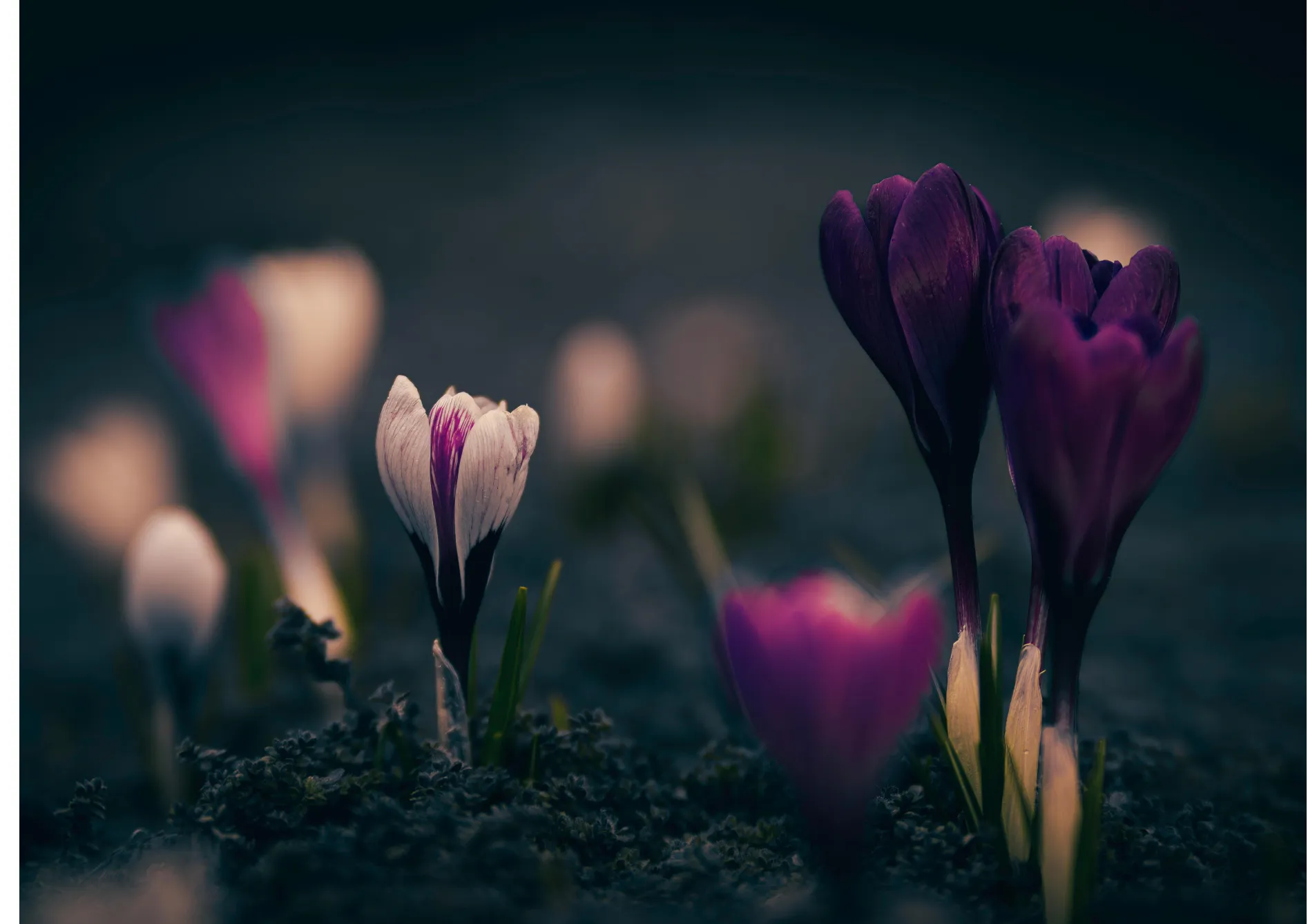 Comprendre les cycles de floraison pour une floraison continue