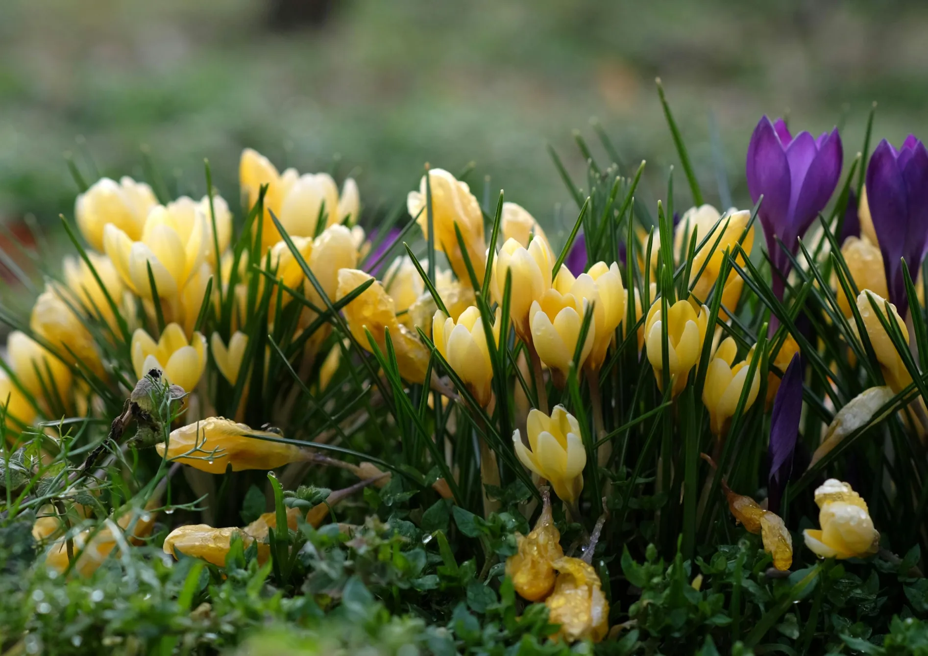 Comment choisir les meilleures graines et bulbes à fleurs ?
