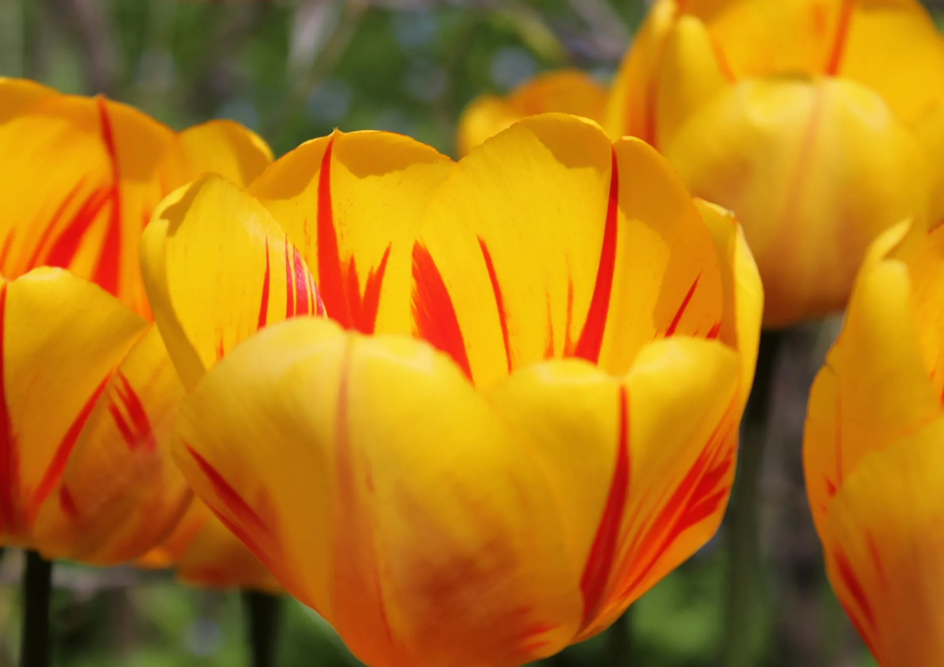 Comment bien planter et entretenir les bulbes d’automne