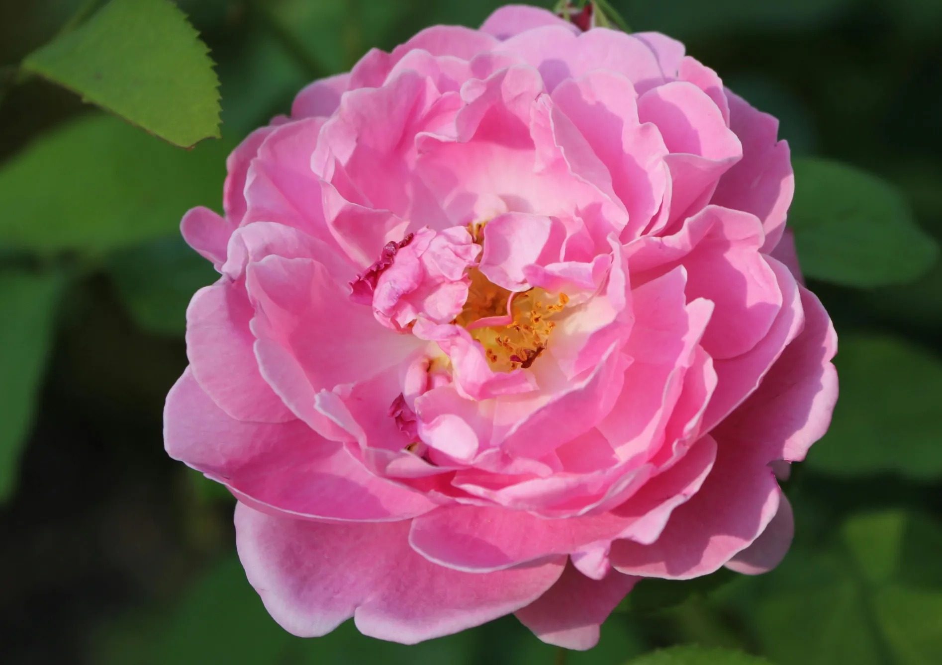  Les meilleurs bulbes d&rsquo;automne à planter pour une floraison printanière