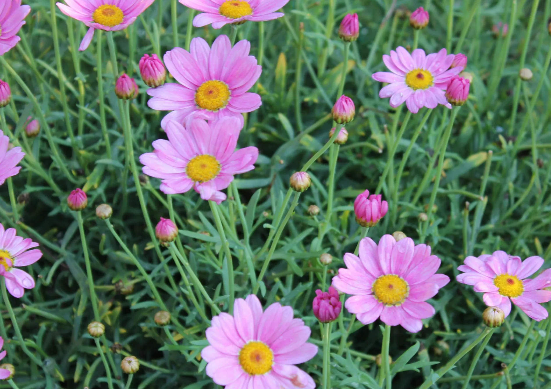Pourquoi planter des bulbes à l&rsquo;automne ?