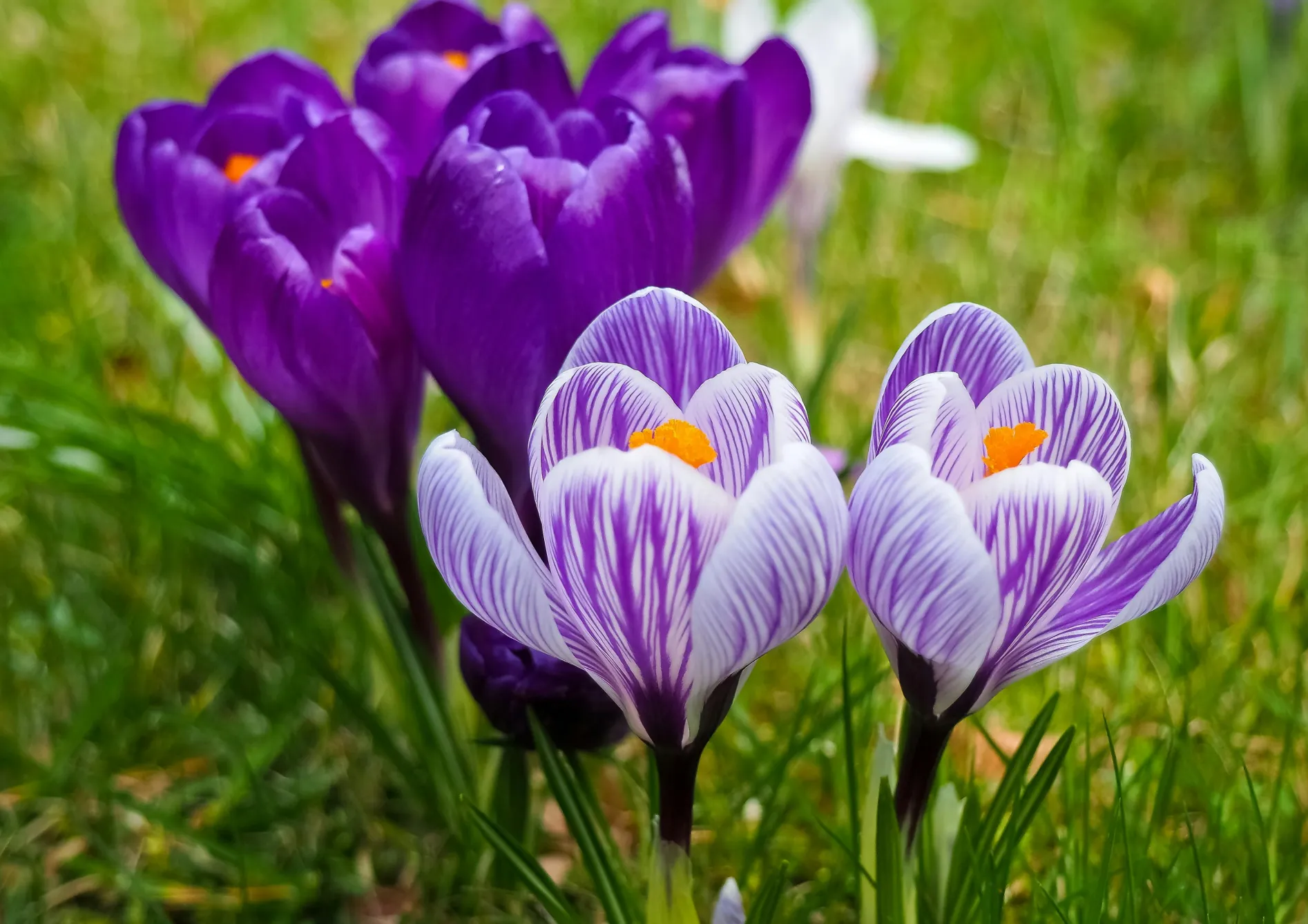 Astuces pour prolonger la floraison printanière des bulbes d&rsquo;automne