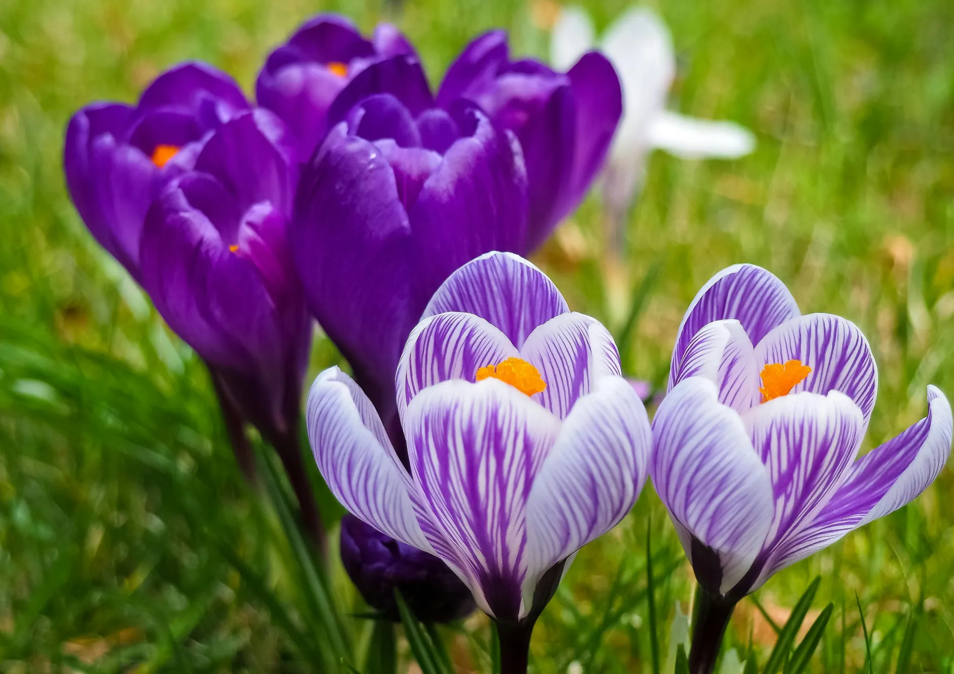 Associer les bulbes de printemps pour un effet maximal