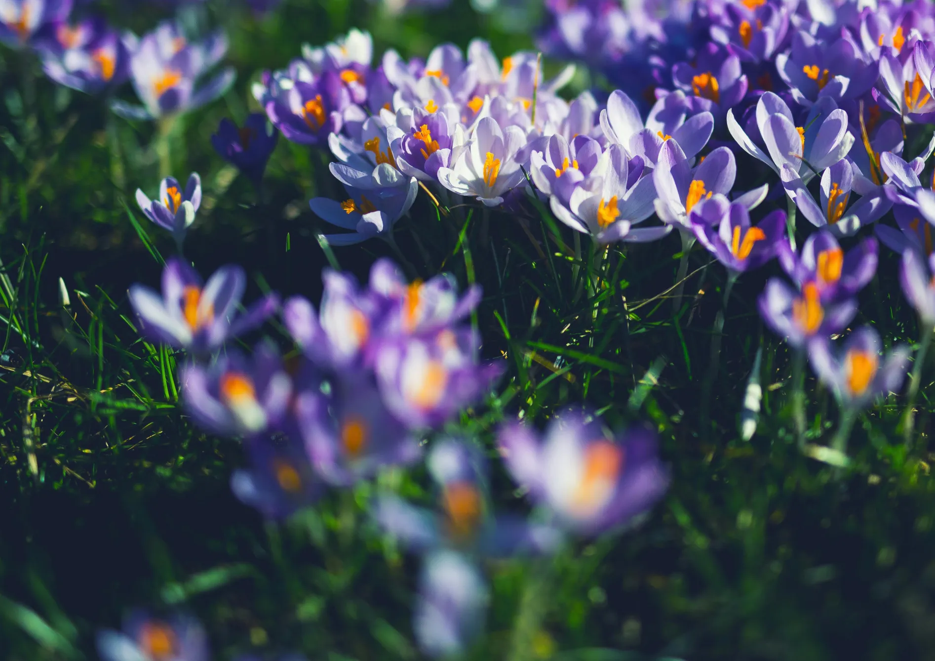 Planter et entretenir vos bulbes de printemps