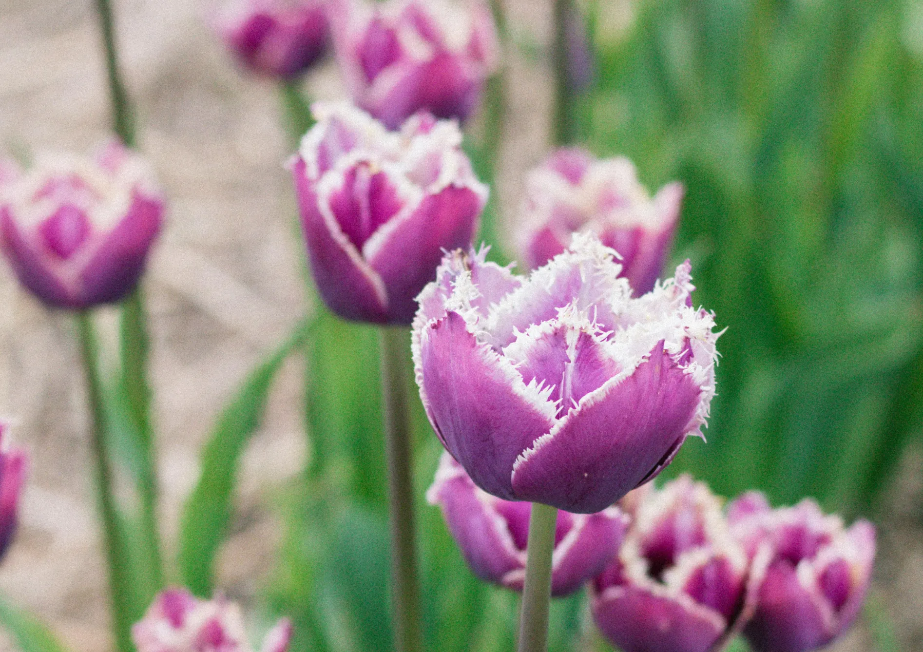Les meilleures variétés de bulbes de printemps pour un jardin coloré