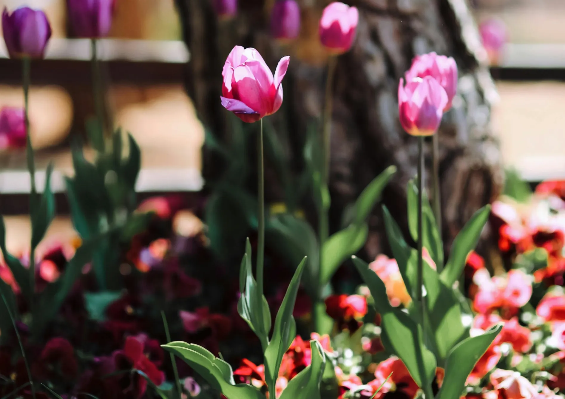 Pourquoi choisir des bulbes de printemps pour un jardin coloré ?
