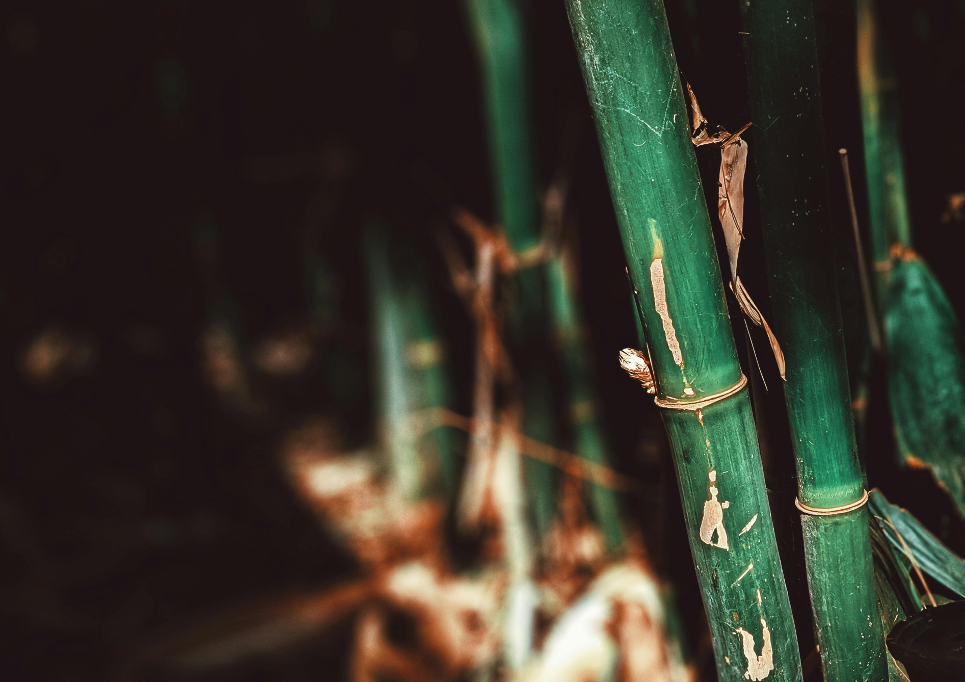 Pourquoi choisir du bambou pour votre jardin ?
