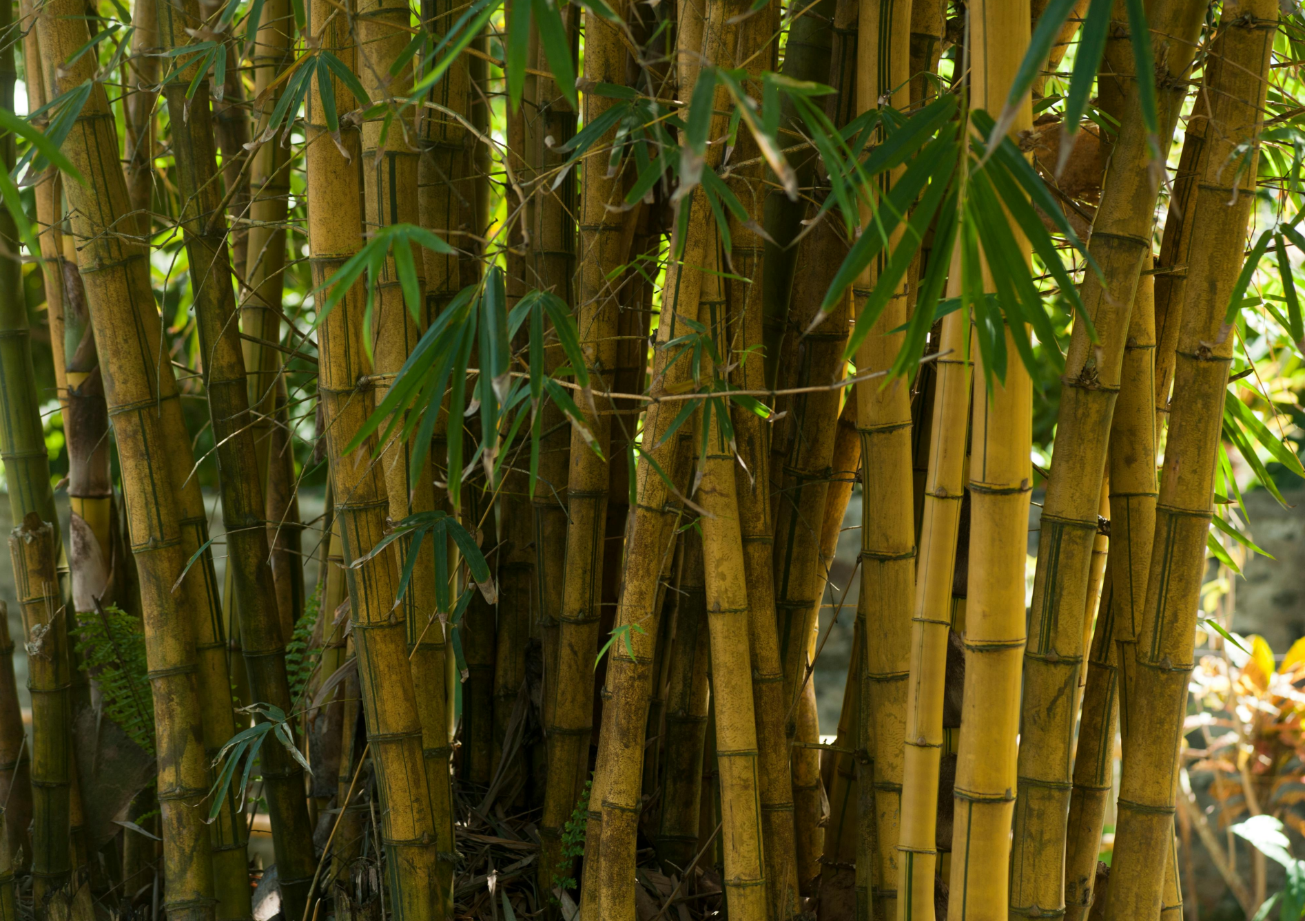 Choisir un bambou en fonction du climat