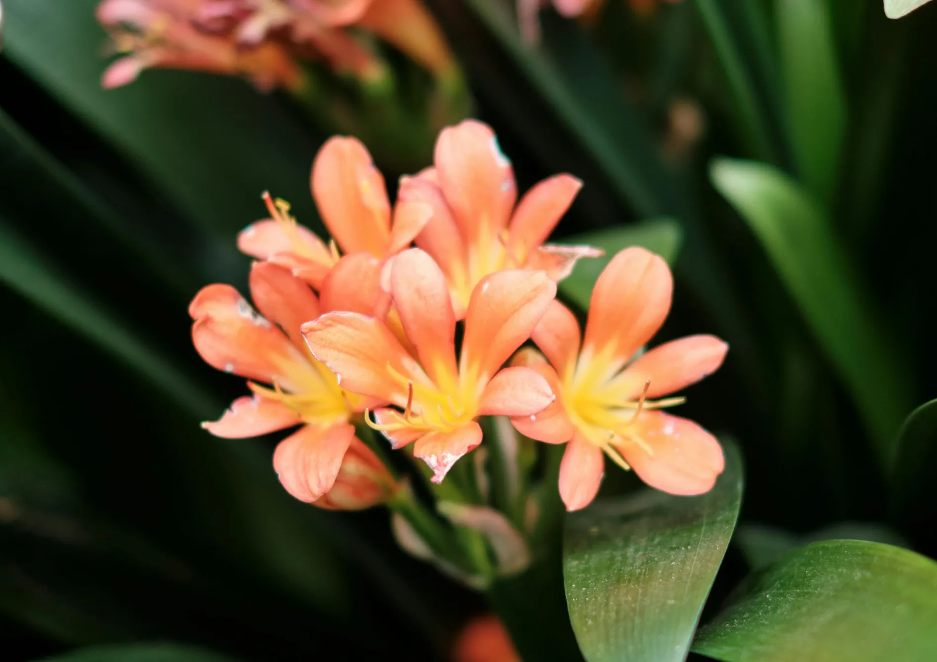 Plante Clivia