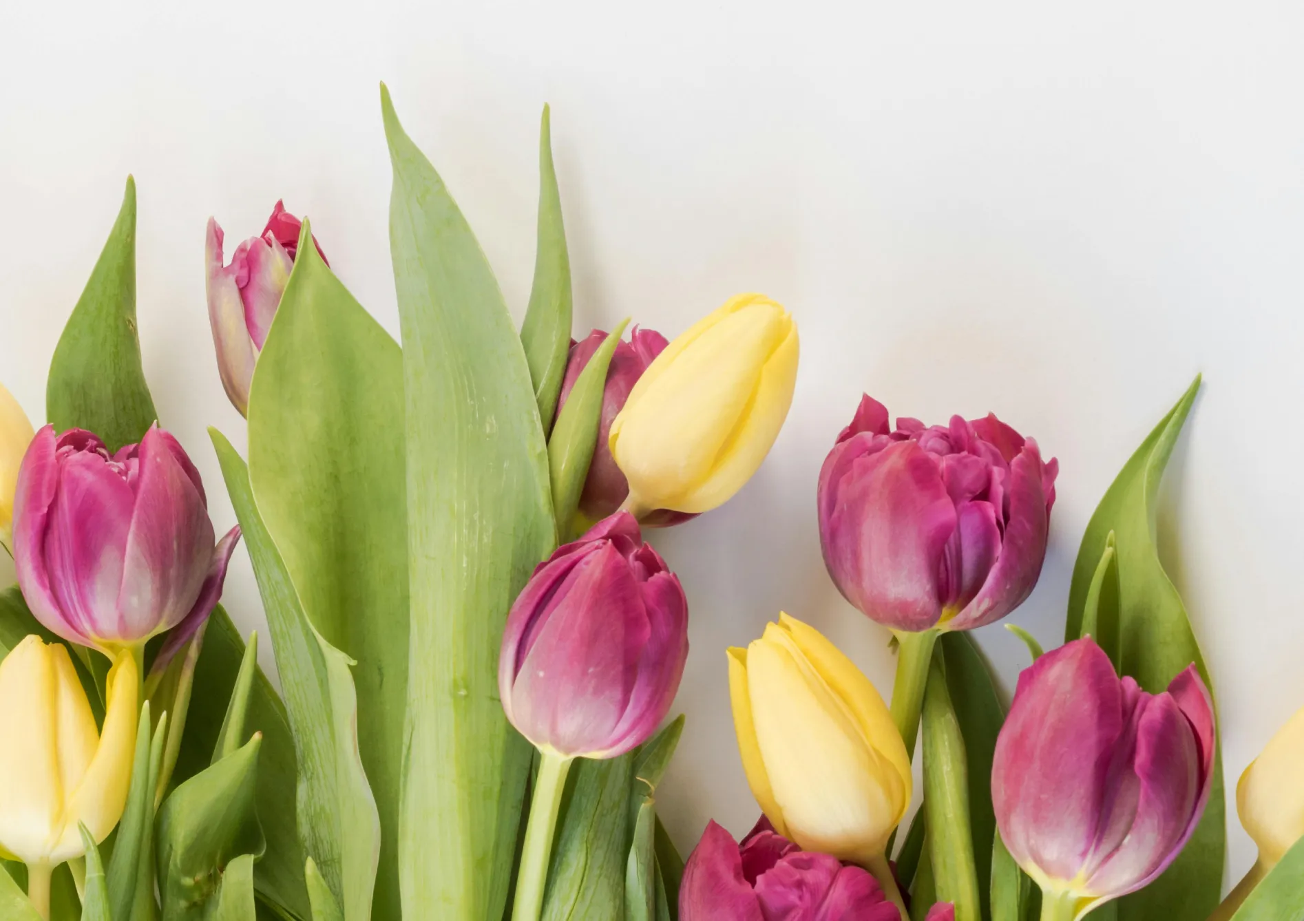 Comment choisir les bonnes plantes pour un massif de fleurs durable ?