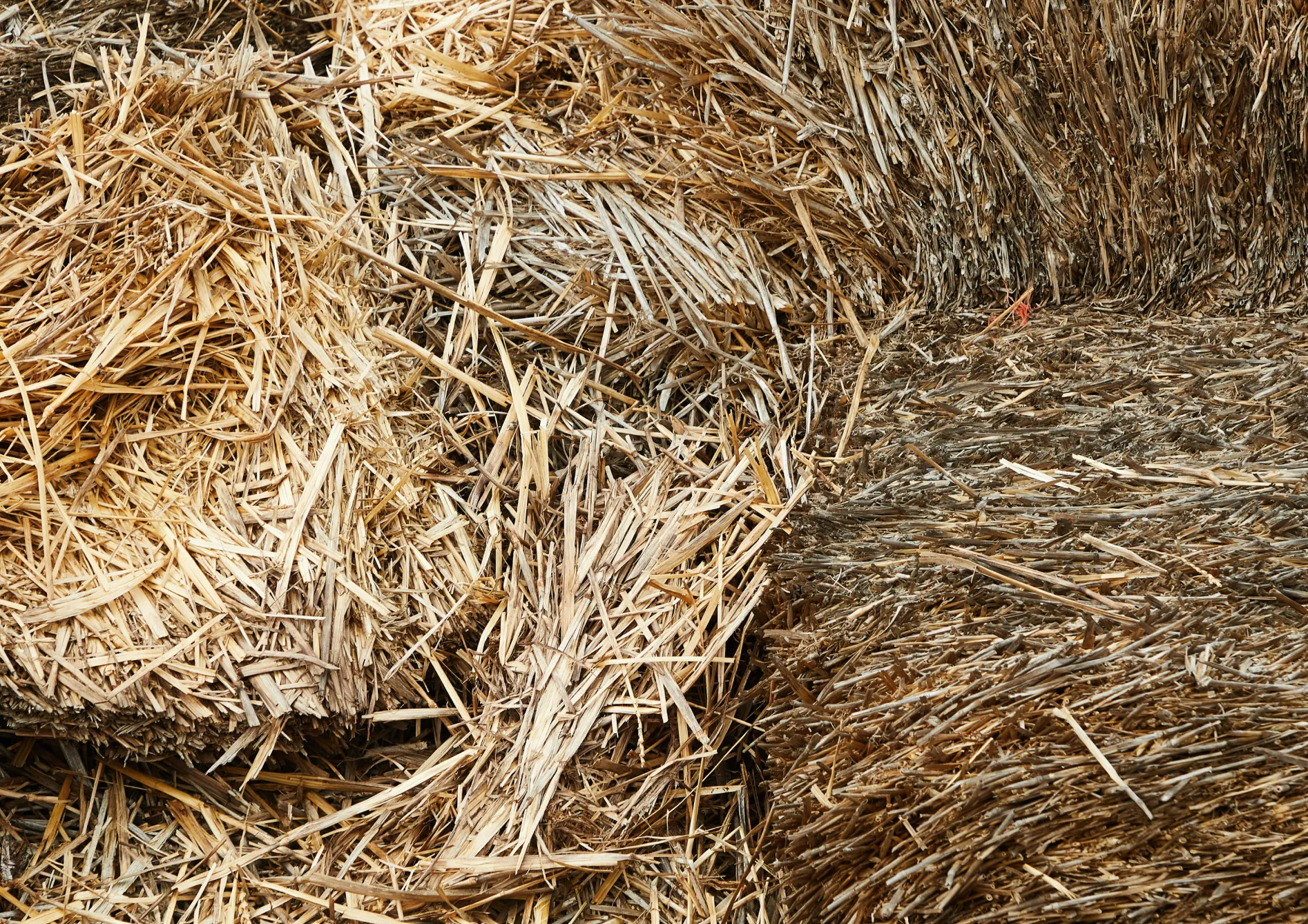 Comment choisir les meilleures semences fourragères ?