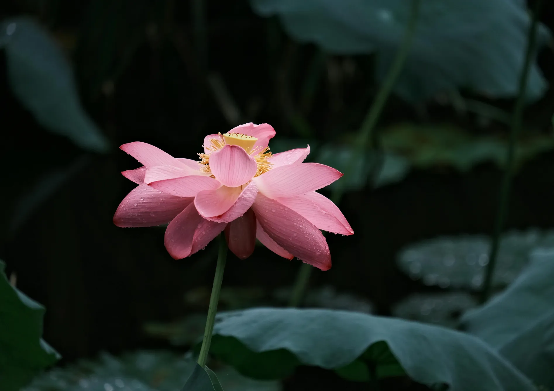 Comprendre le cycle de floraison des plantes