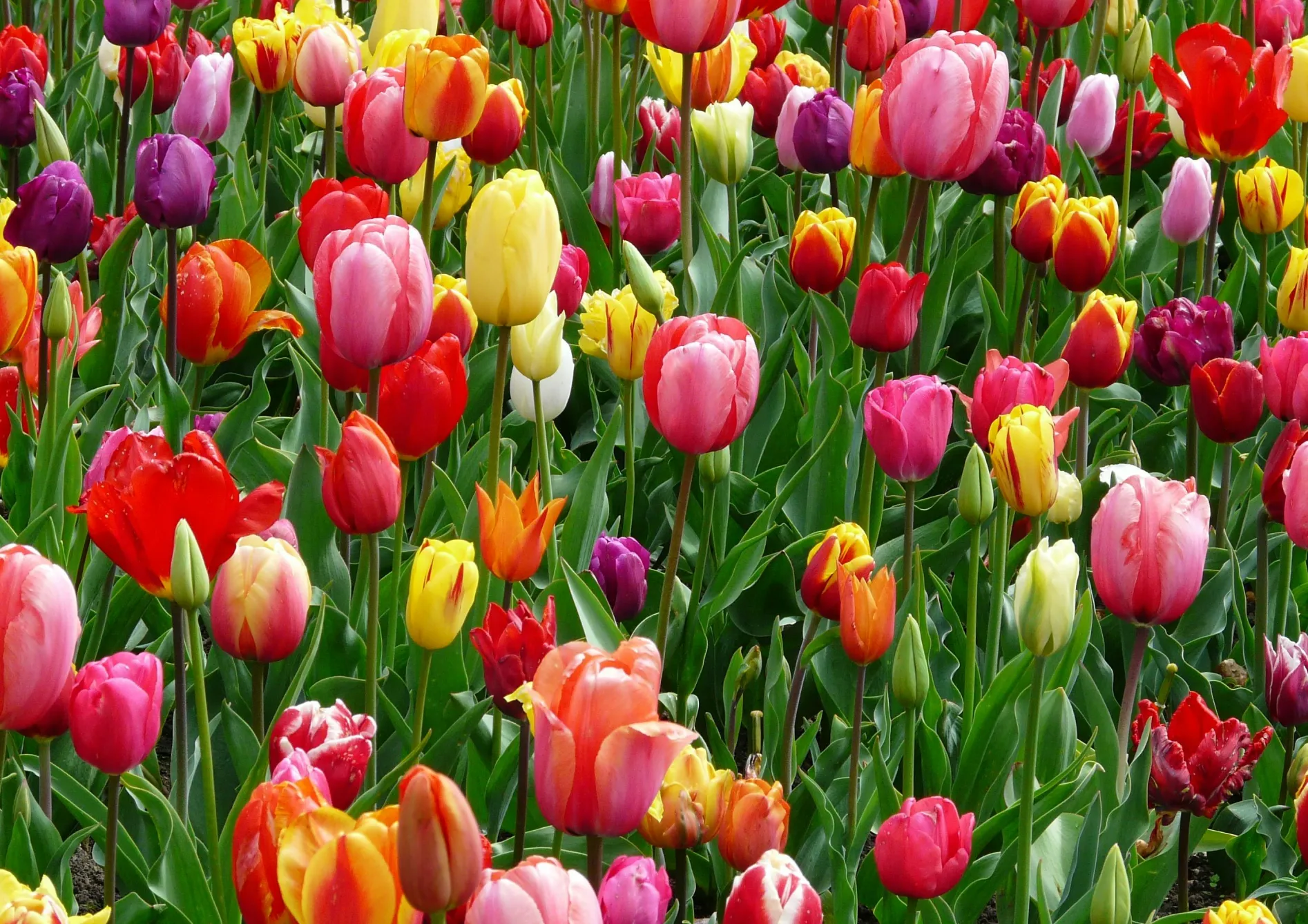 Choisir les bonnes variétés de bulbes d’automne