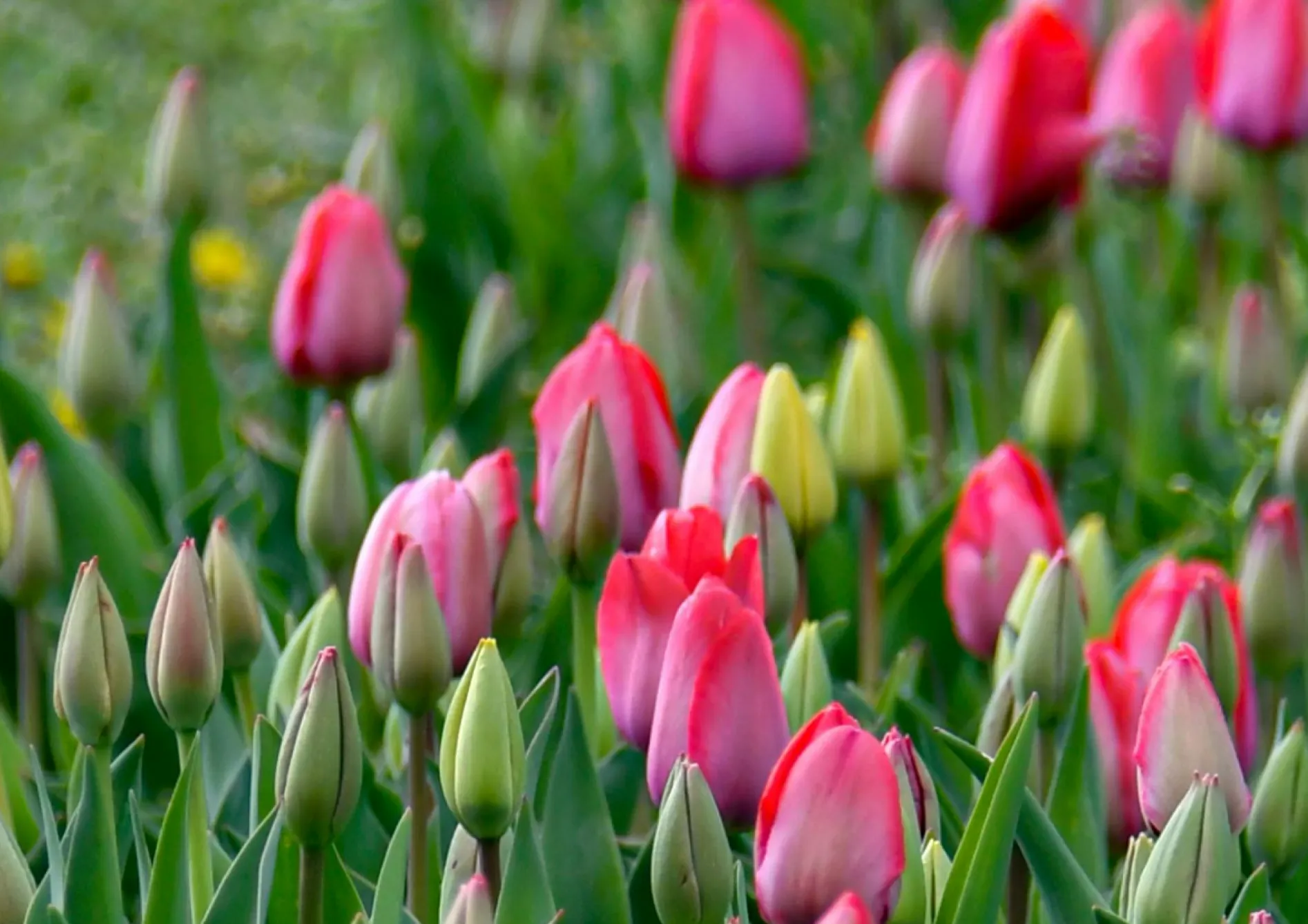 Associer les bulbes selon les hauteurs et les couleurs