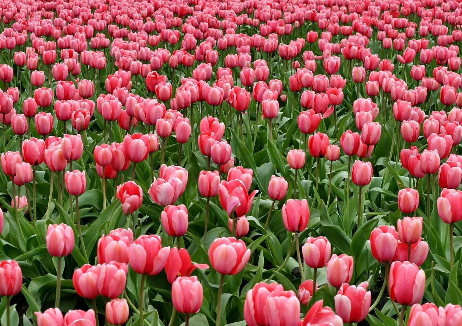 Techniques de plantation pour un jardin de bulbes réussi