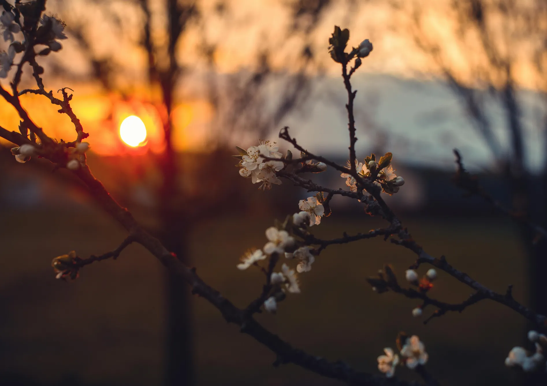 Pourquoi combiner différentes variétés de bulbes d’automne ?