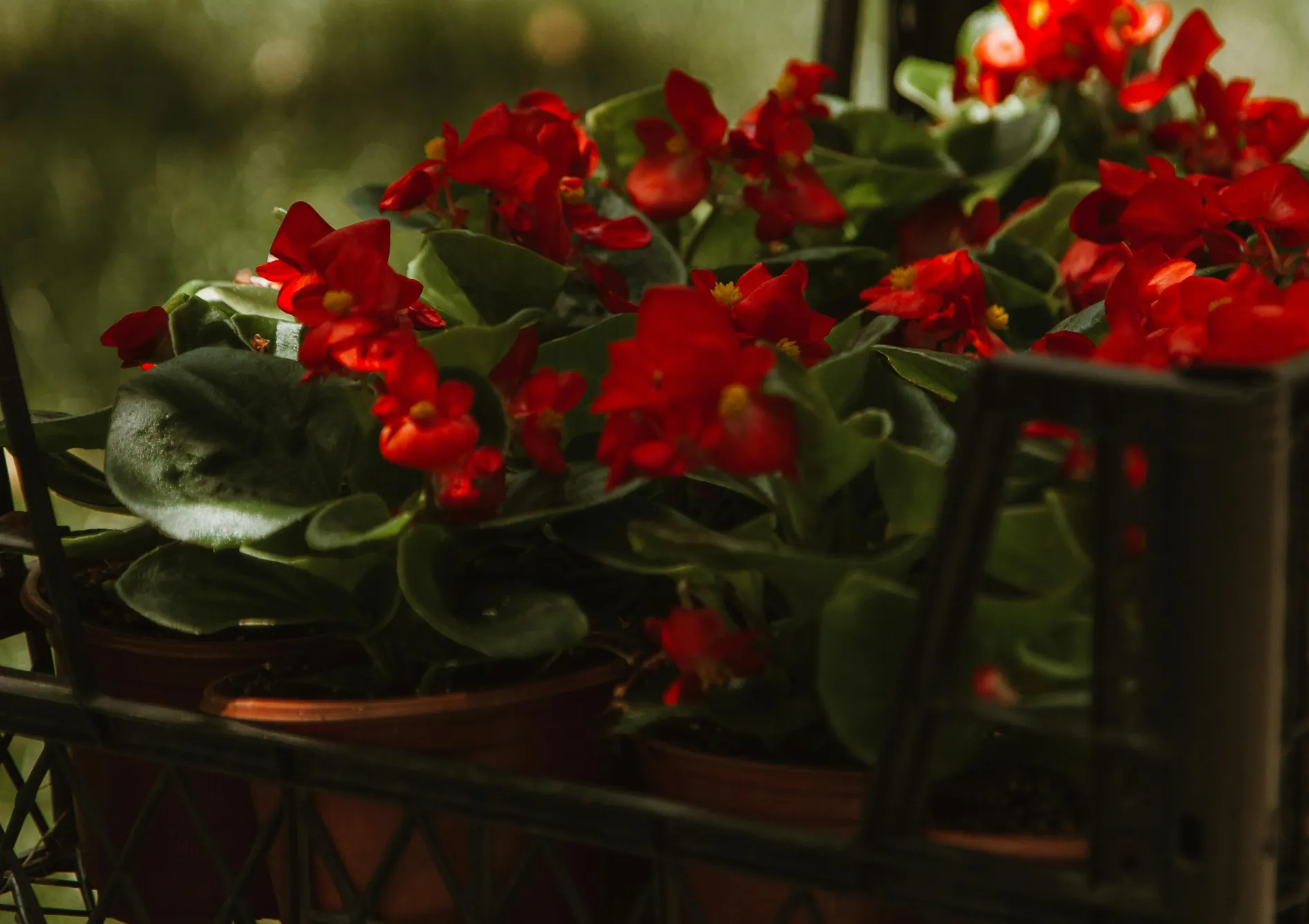 Entretien des jeunes plants et des fleurs annuelles