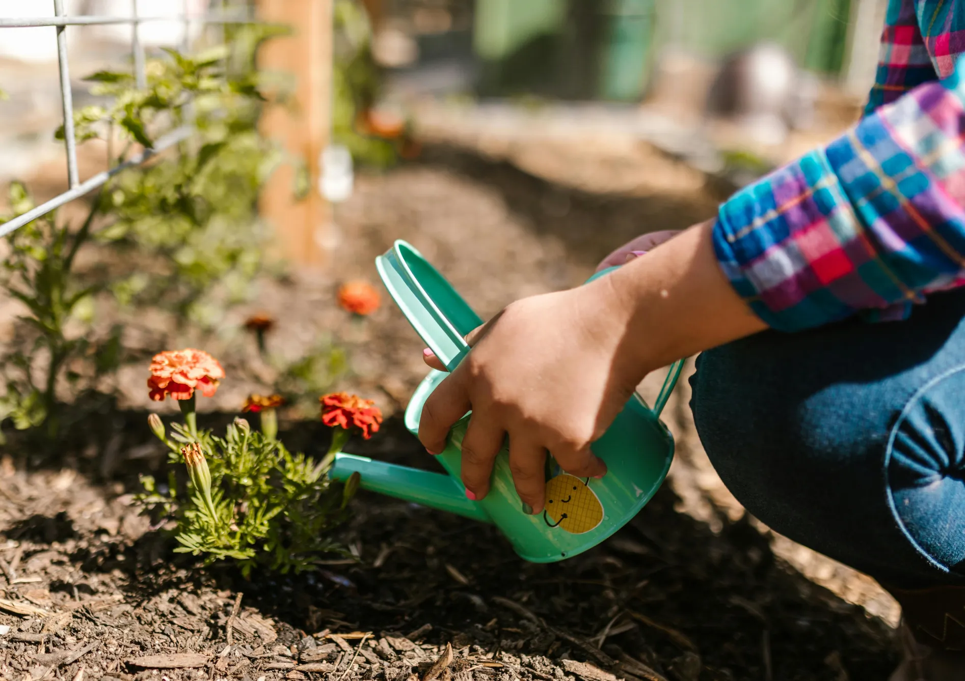 Les étapes pour réussir le semis des fleurs annuelles
