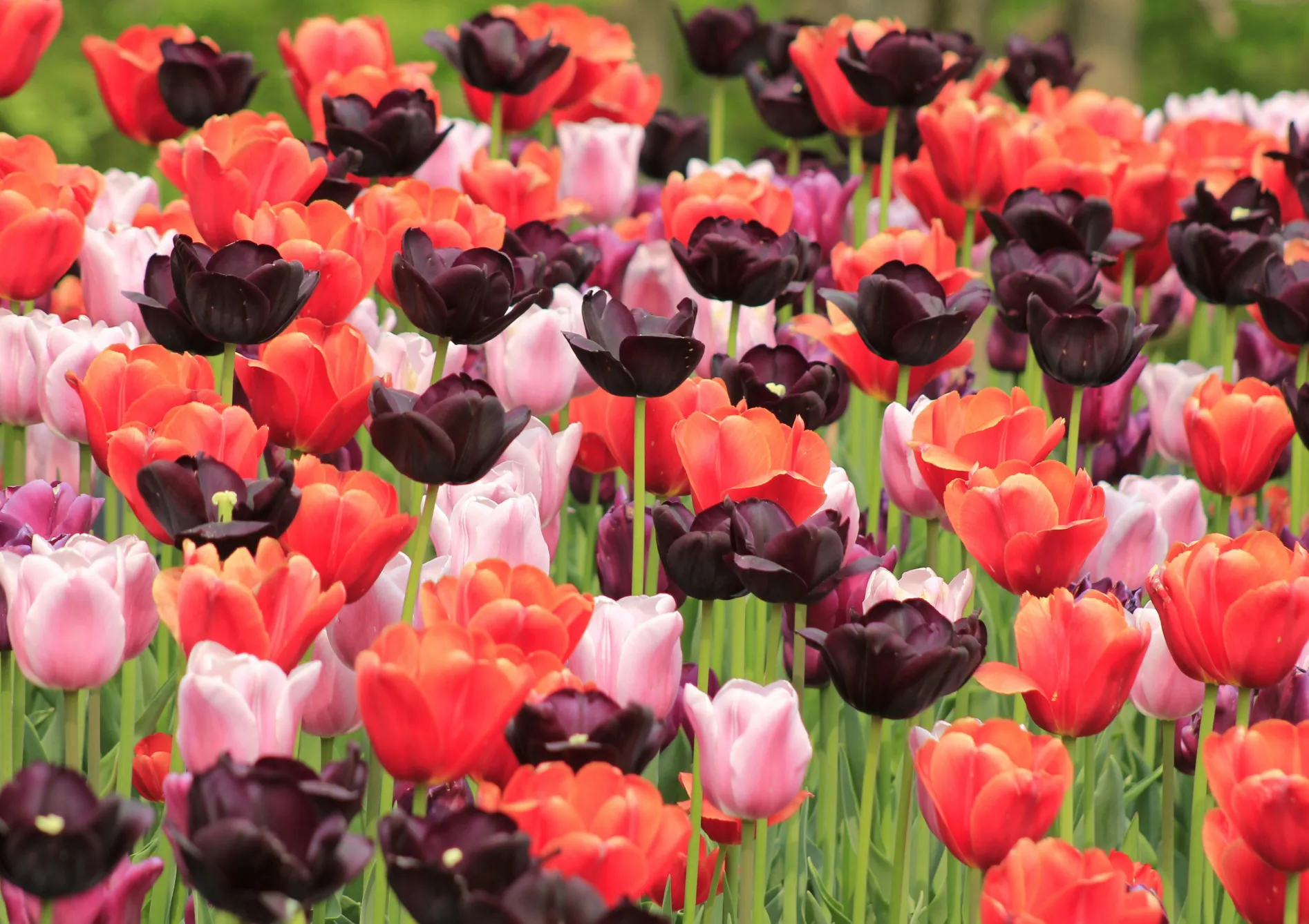 Les fleurs pour le printemps et l’été