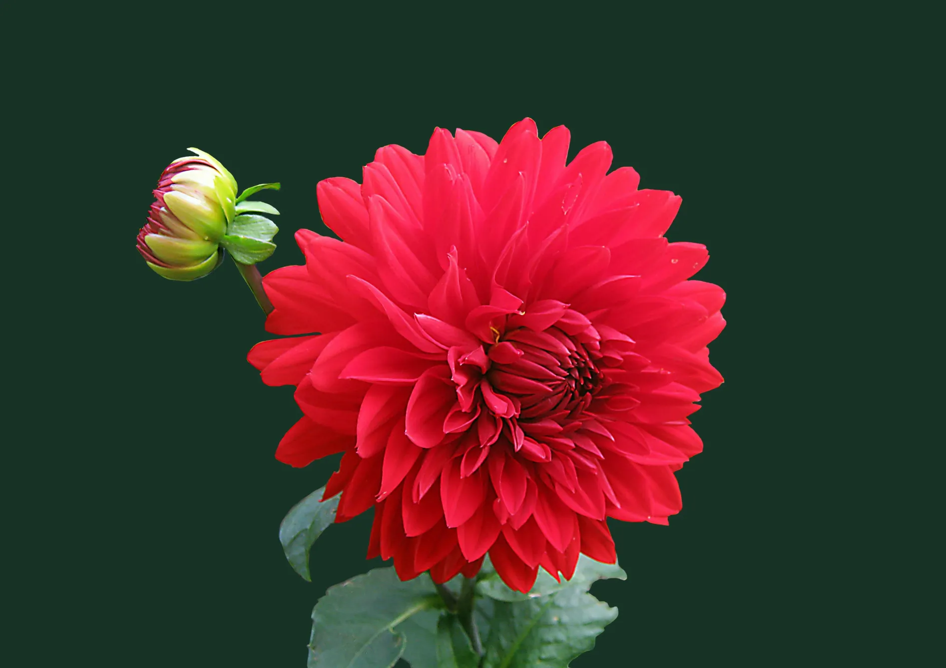 Les fleurs pour la fin de l’été et l’automne