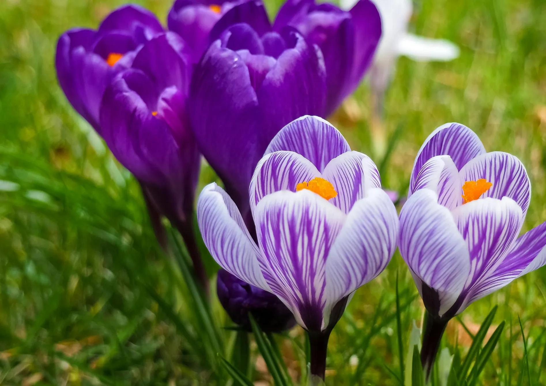 Les fleurs pour la fin de l’hiver et le début du printemps