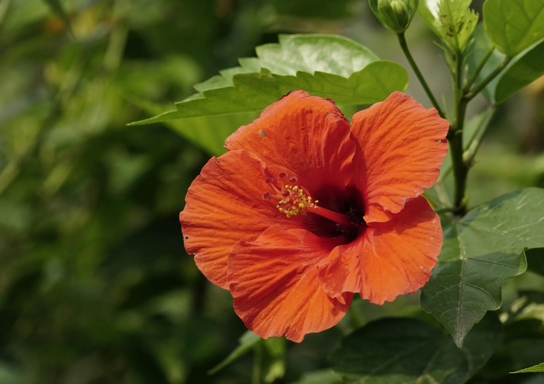 Plante Hibiscus Rosa-Sinensis