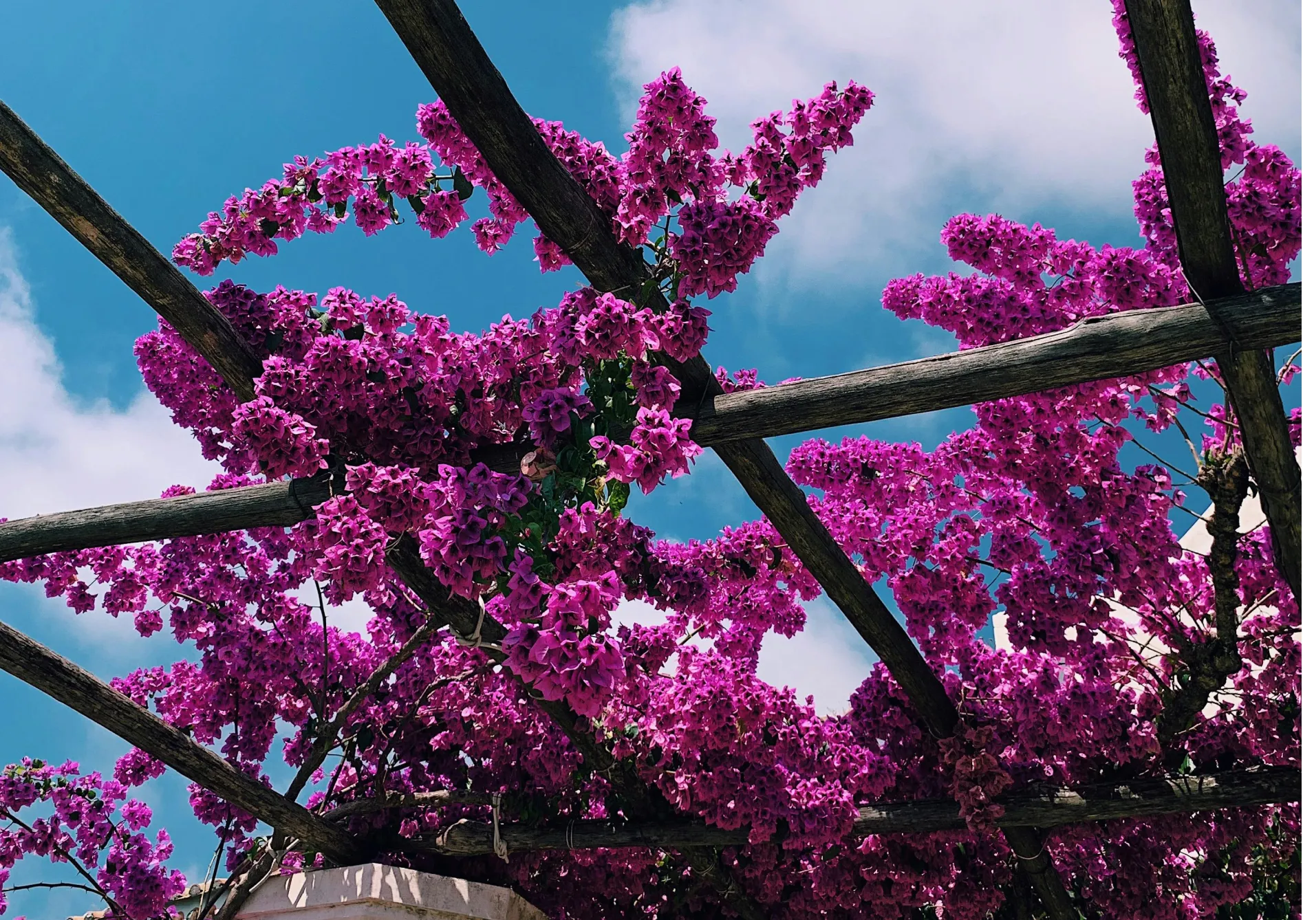 Pourquoi créer un jardin méditerranéen ?