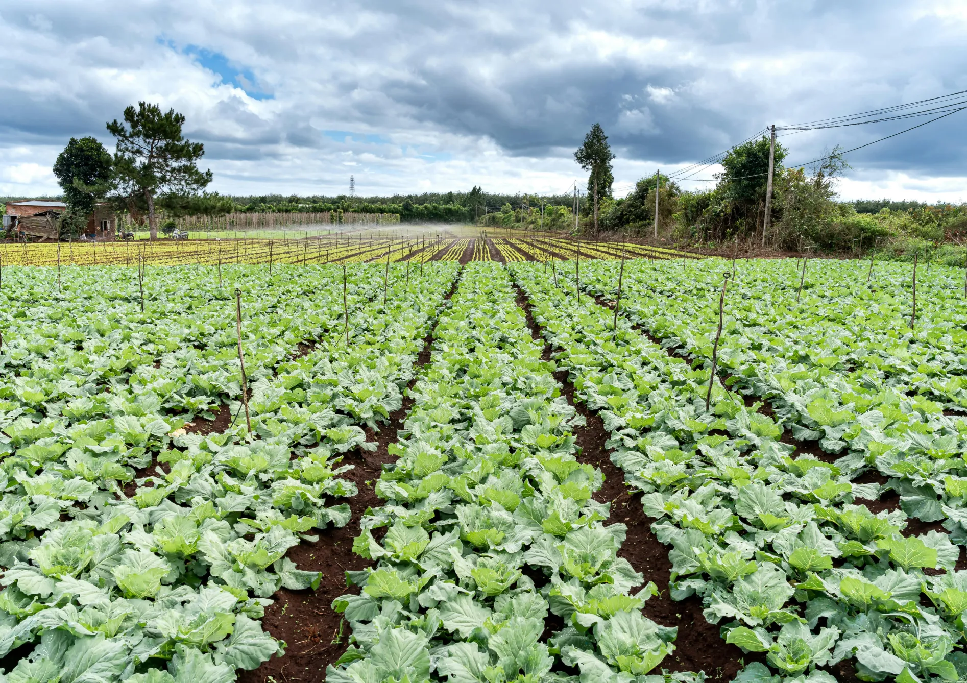 Les meilleures graines d’engrais vert pour l’été