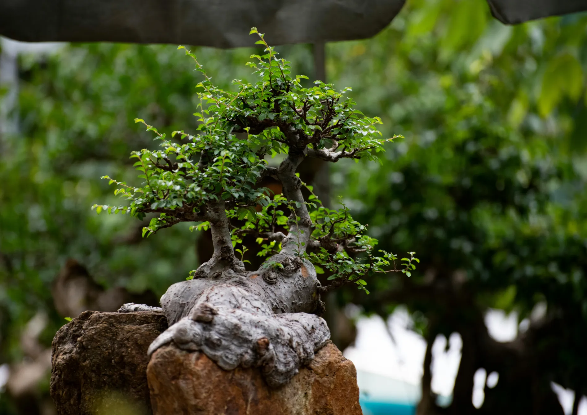 Les meilleures espèces d’arbres pour les bonsaïs d’extérieur