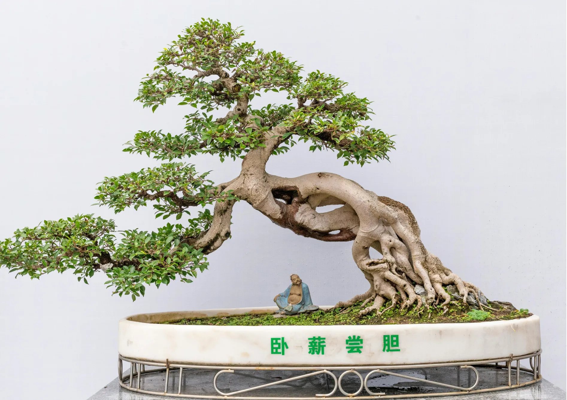 Les meilleures espèces d’arbres pour les bonsaïs d’intérieur