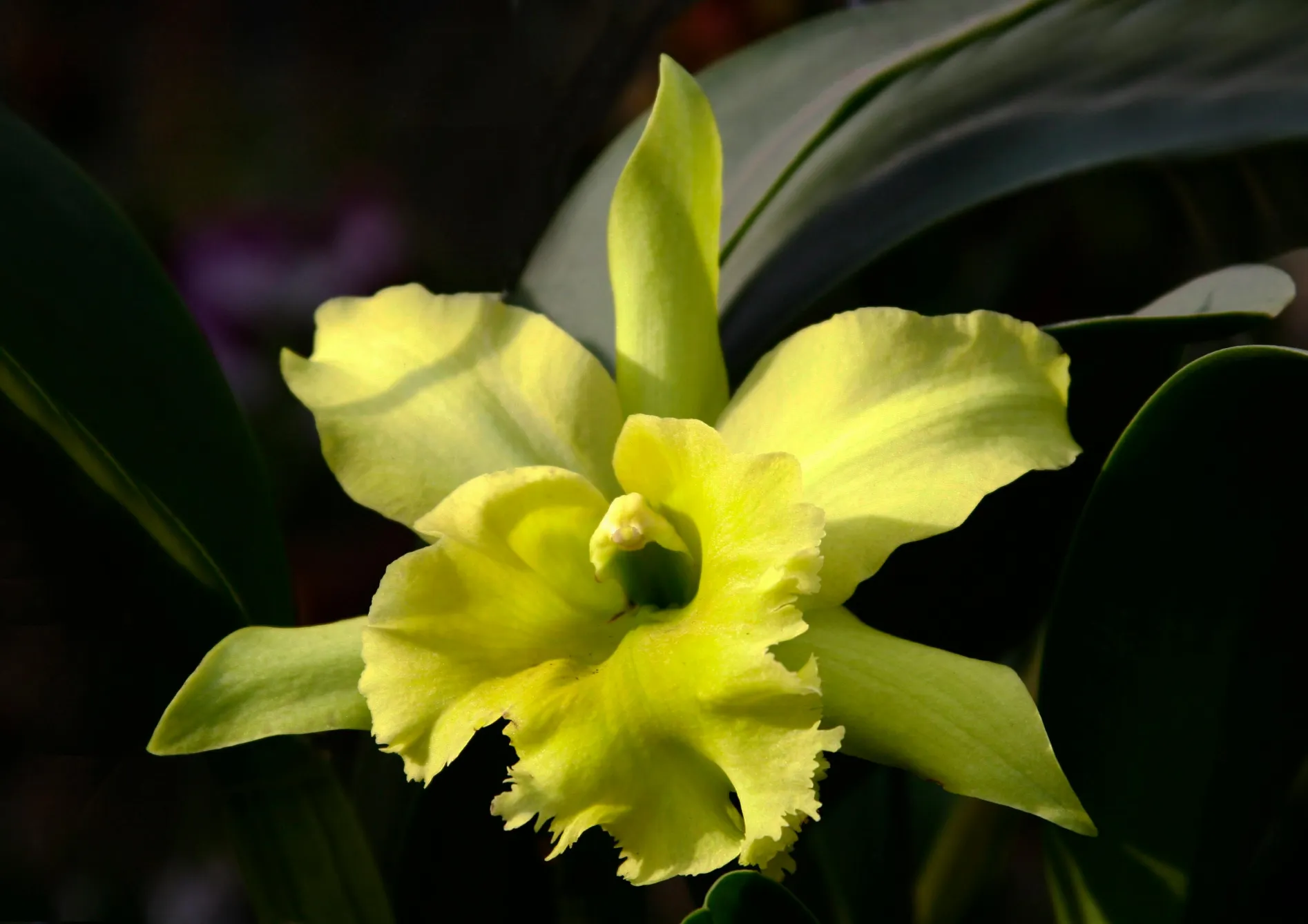 Orchidées Cattleya : La reine des orchidées